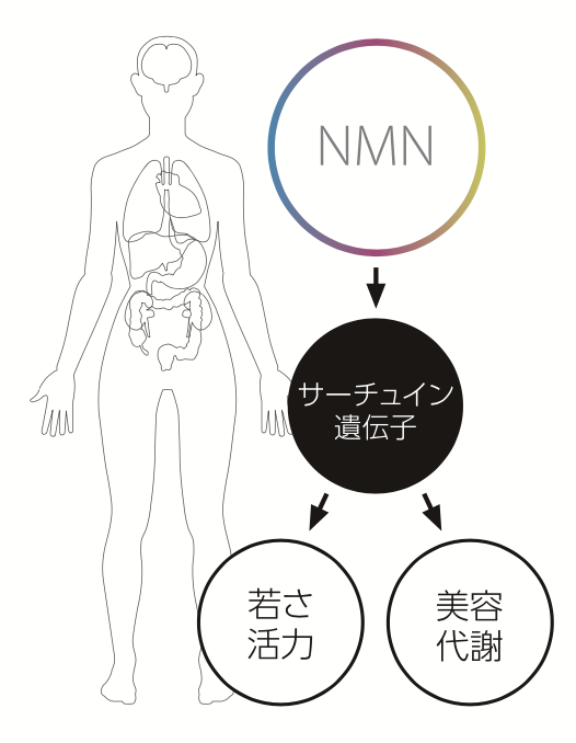 NMN点滴